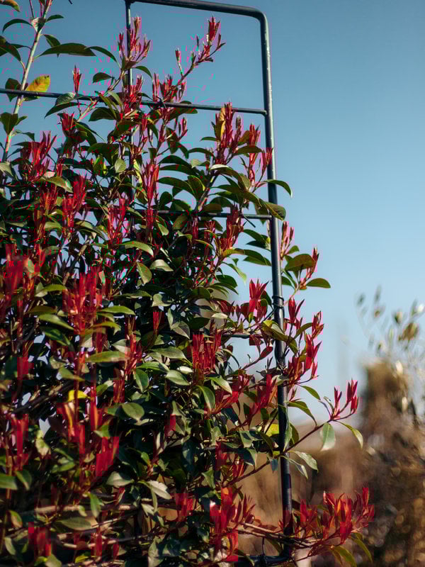 Red Robin Leiboom | 110x100 cm | Hoogte 140 cm