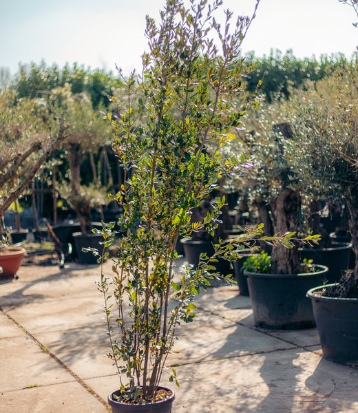 Steeneik, meerstammig wilde vorm | Quercus ilex