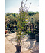 Steeneik, meerstammig wilde vorm | Quercus ilex