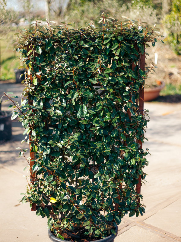 Olijfwilg | 120x70cm | Scherm