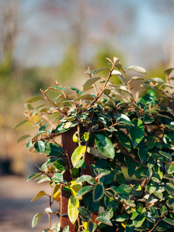 Olijfwilg | 120x70cm | Scherm