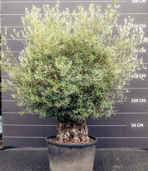 Olijfboom, oude grillige bast | Olea europaea