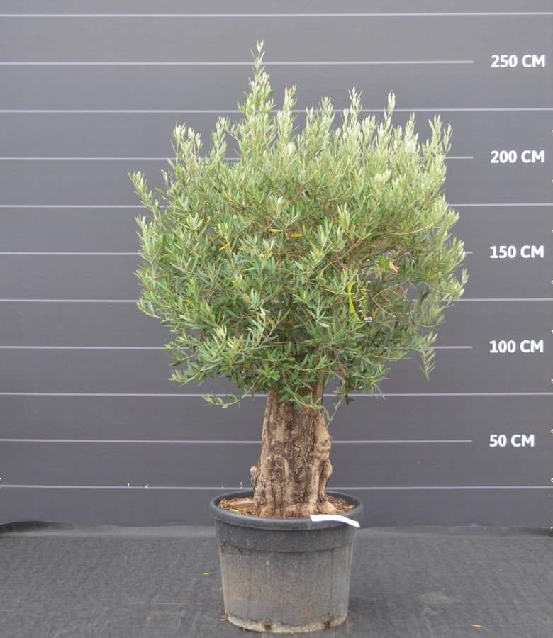 Olijfboom, oude grillige stam | Olea europaea