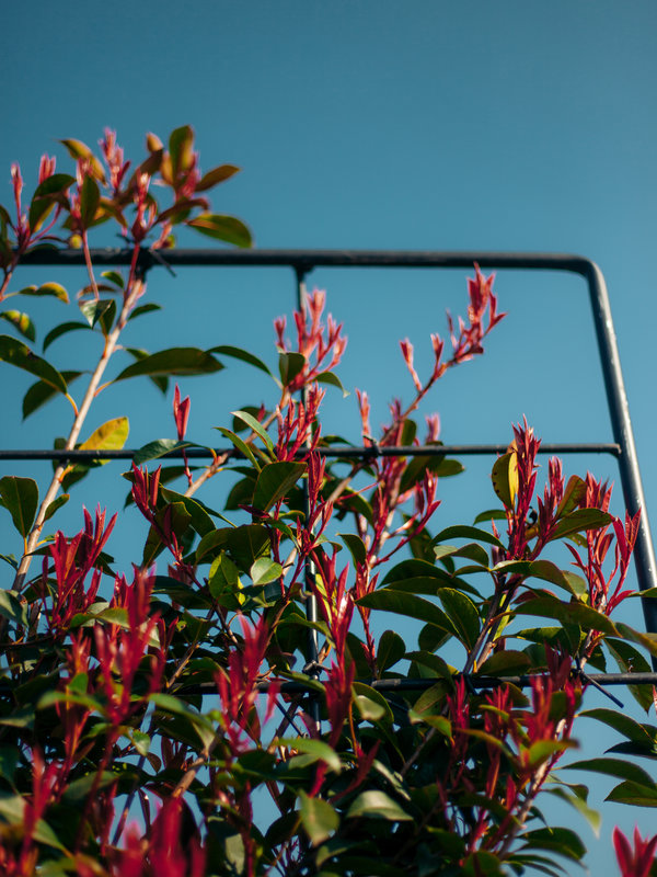 Red Robin met leischerm| 100x110 cm | Stamhoogte 120 cm