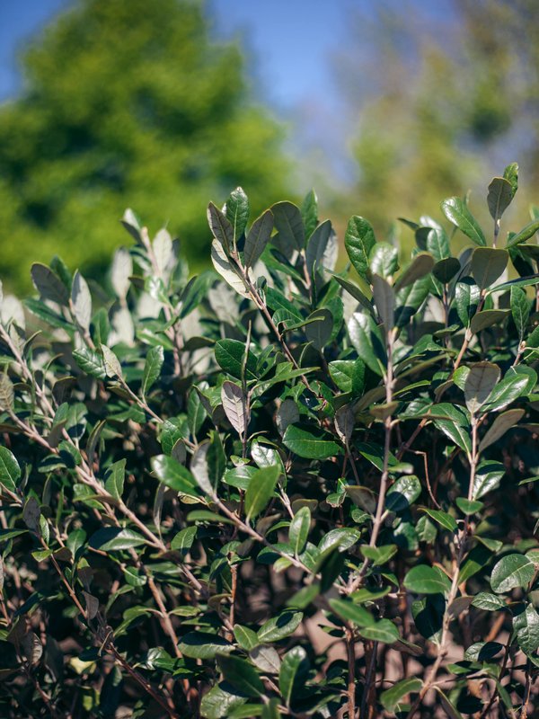 Ananasguave - Feijoa sellowiana