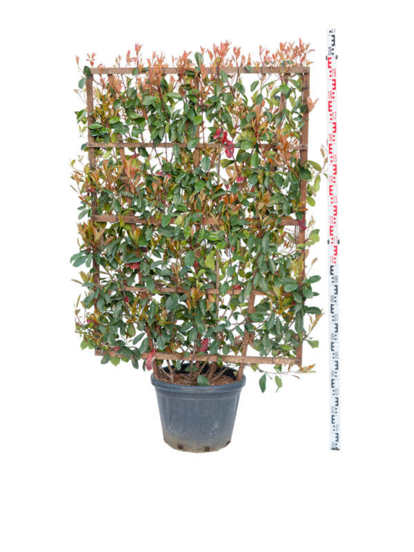 Red Robin | 180x110 cm |  Scherm