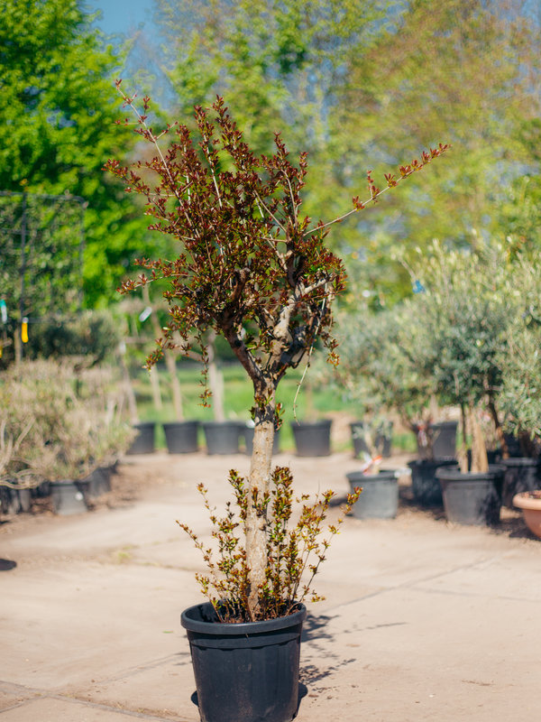 Granaatappelboom – Punica Granatum