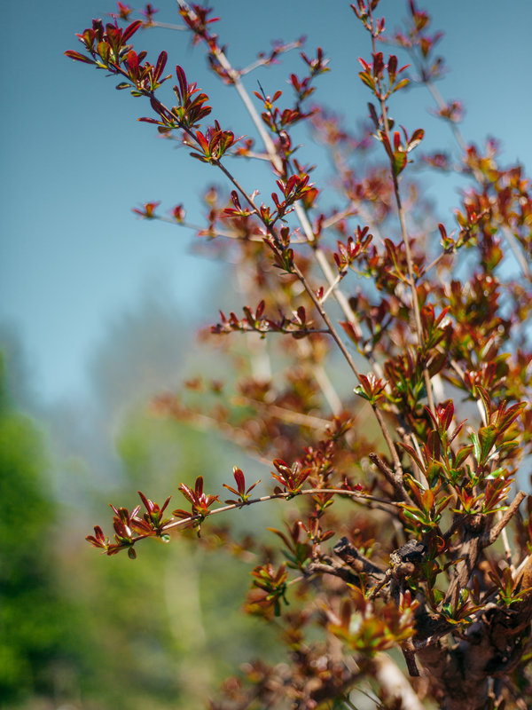 Granaatappelboom – Punica Granatum