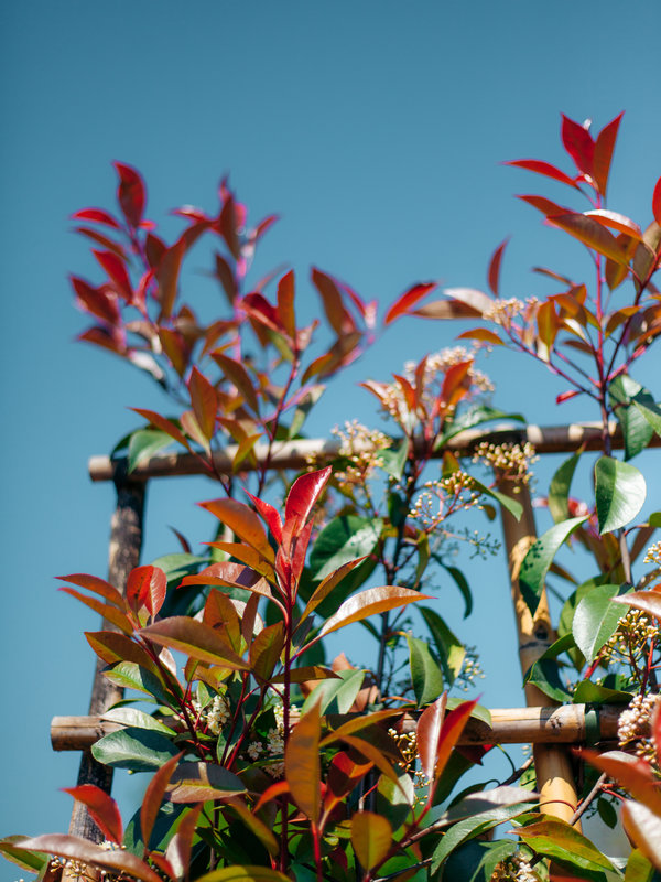 Red Robin | 180x110 cm |  Scherm