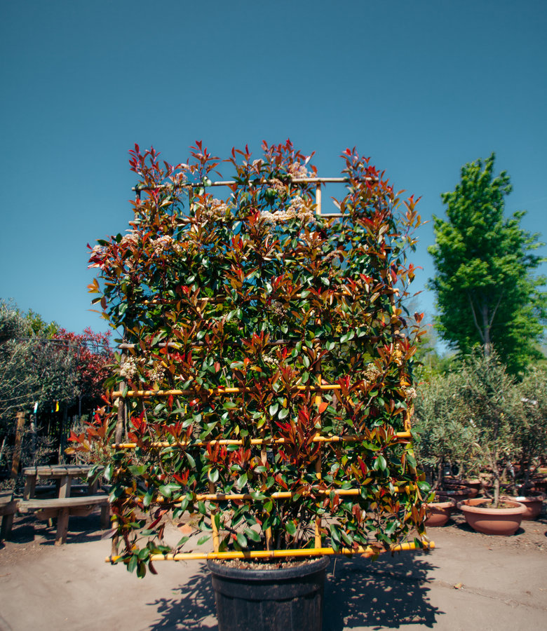 Red Robin, scherm |  Photinia fraseri