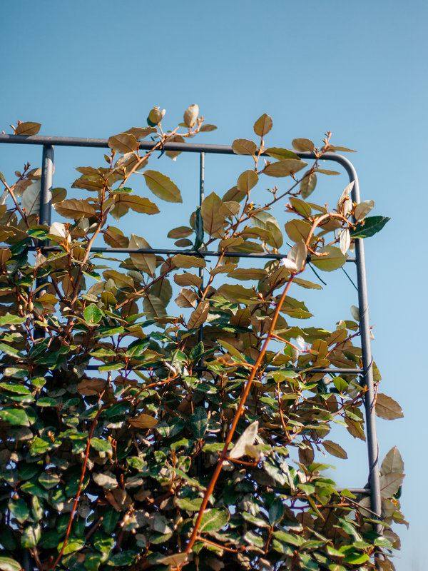 Olijfwilg met leischerm | 100x110 cm | Stamhoogte 100cm