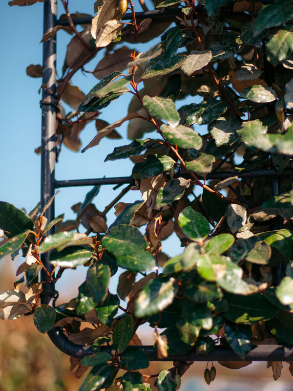 Olijfwilg met leischerm| 100x110 cm | Stamhoogte 140 cm