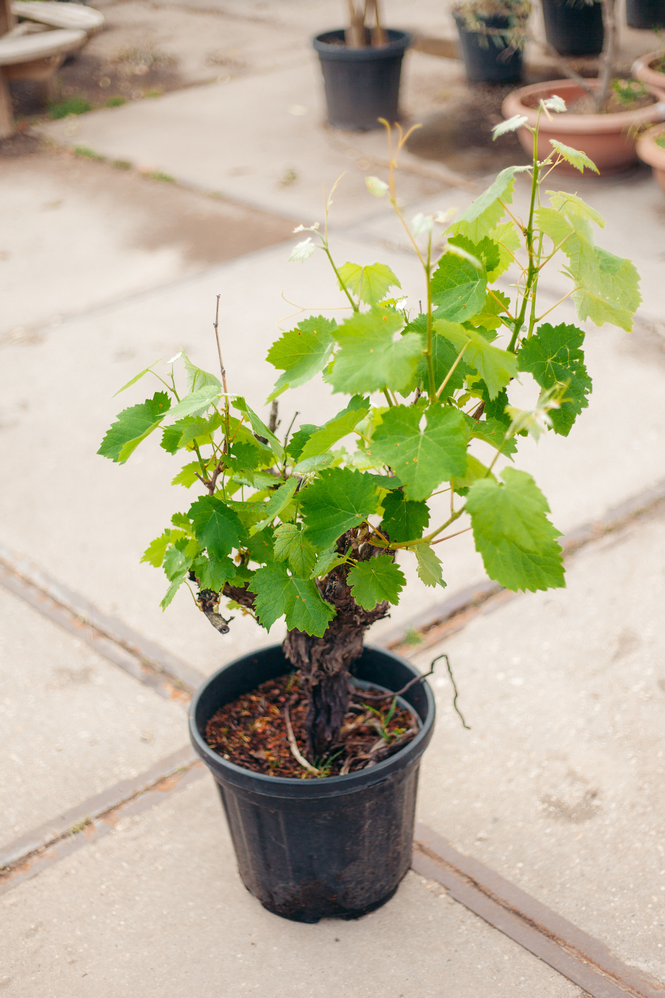 Druif op stam klein (Vitis vinifera) Bestel je bij BoomNL! BoomNL