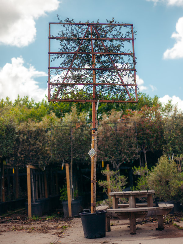 Kurkeik Leischerm | 200 cm hoge stam | 150x150 cm scherm