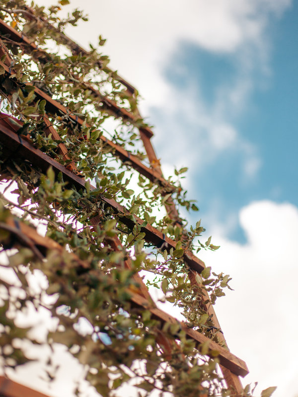 Kurkeik Leischerm | 200 cm hoge stam | 150x150 cm scherm