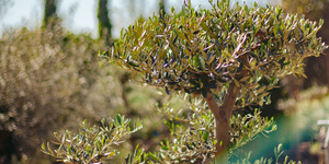 Inspiratie nodig? Zo gebruik je olijfbomen om je tuin meer sfeer te geven!