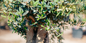 Welke ziekte heeft mijn olijfboom?