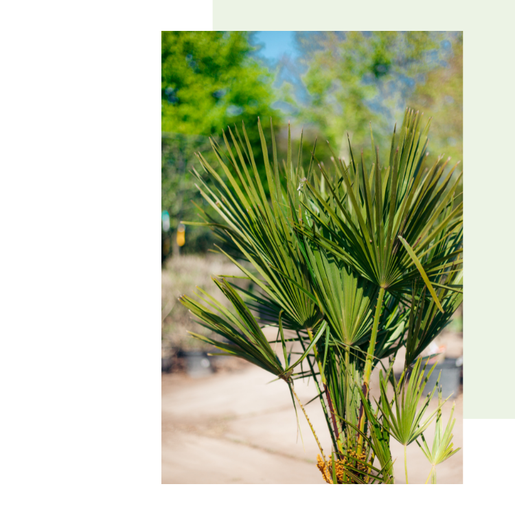 Productief Koningin Wijzer Palmbomen | Prachtige palmbomen uit Spanje | BoomNL - BoomNL