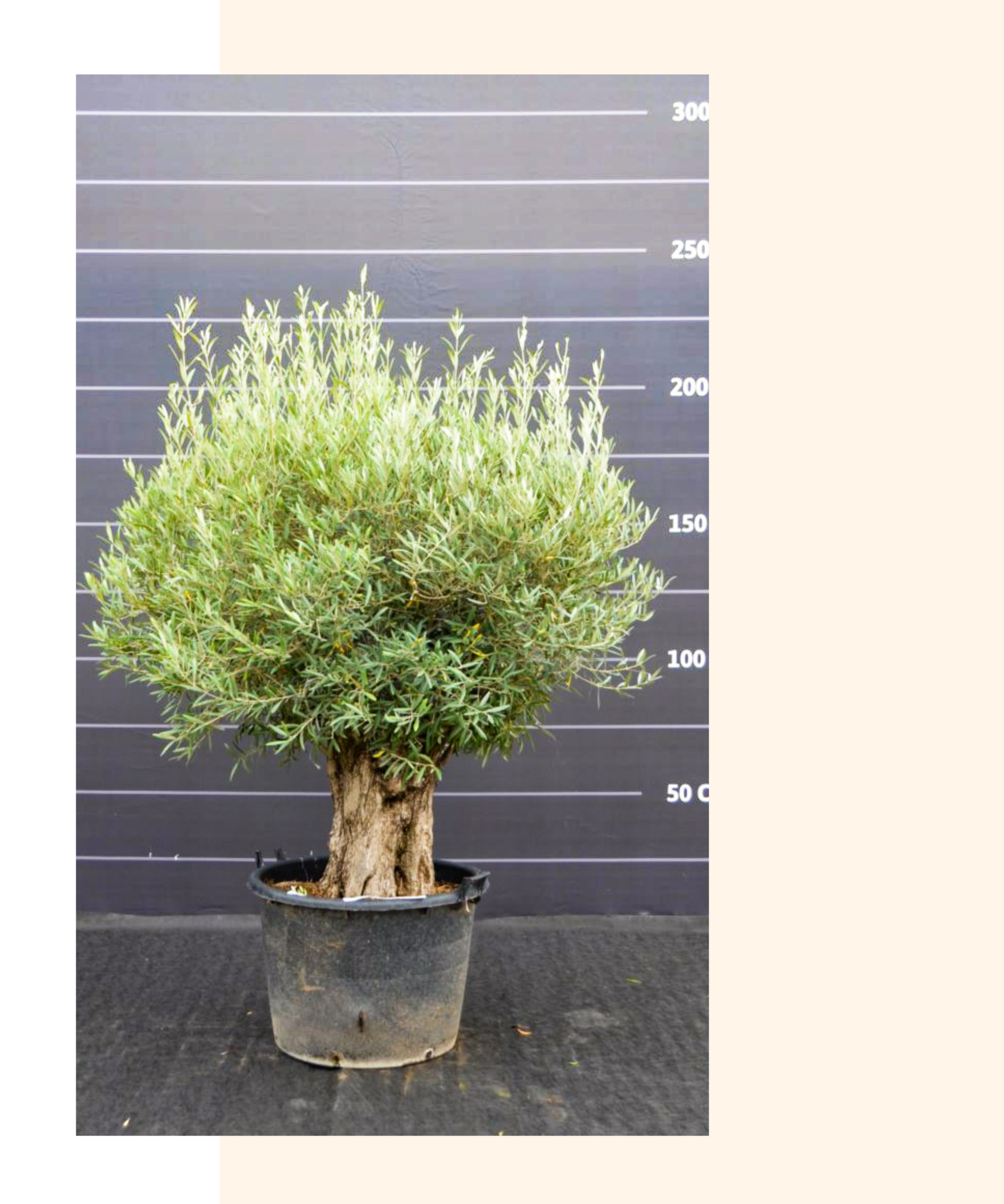 in pot | Prachtige olijfbomen verkrijgbaar - BoomNL