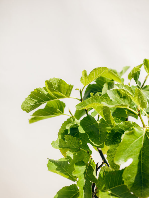 Vijgenboom (Ficus Carica) klein op hoge stam