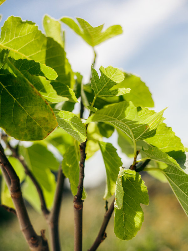 Vijgenboom (Ficus Carica) klein op hoge stam
