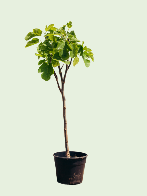 Vijgenboom klein op hoge stam Bestel je bij BoomNL! BoomNL