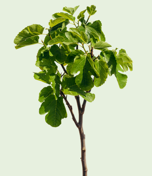 Vijgenboom, klein op hoge stam | Ficus carica