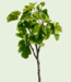 Vijgenboom, klein op hoge stam | Ficus carica