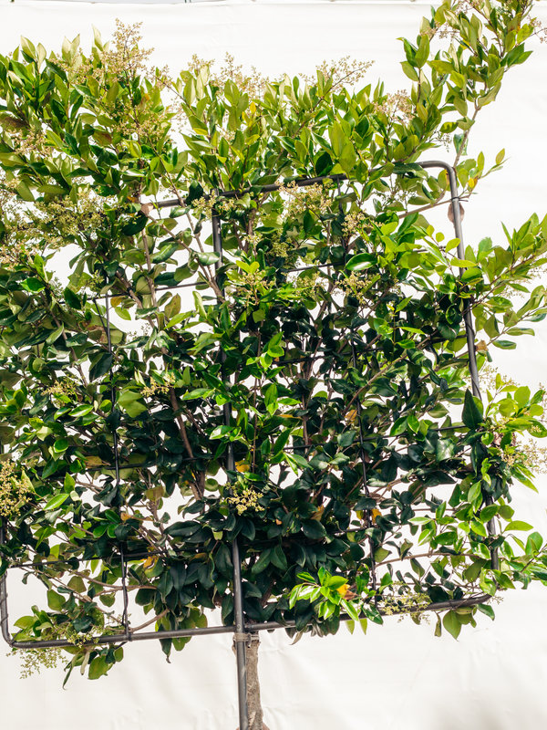 Liguster scherm | Stamhoogte 140 cm | Scherm 110x100 cm