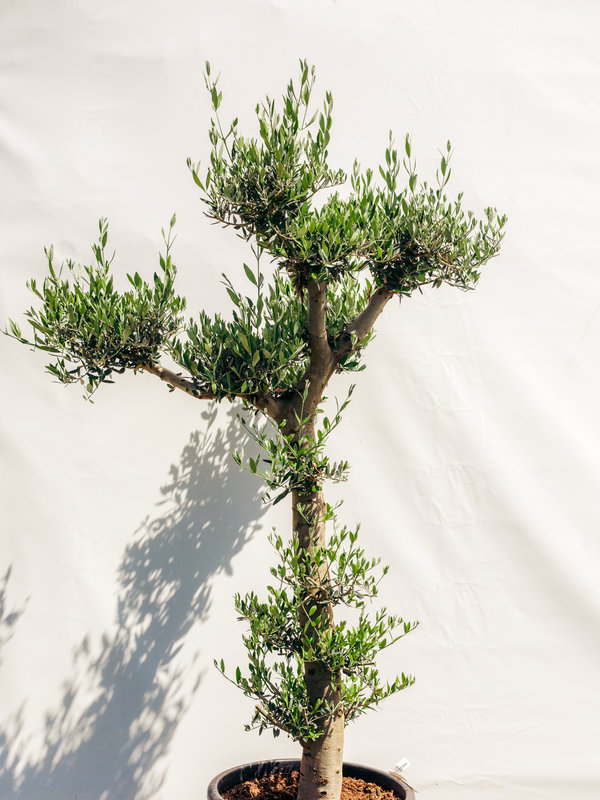 Olijfboom Pom Pom jonge bast