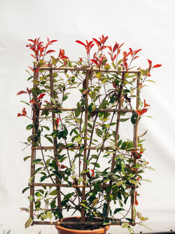 Red Robin scherm | Hoogte 120 cm