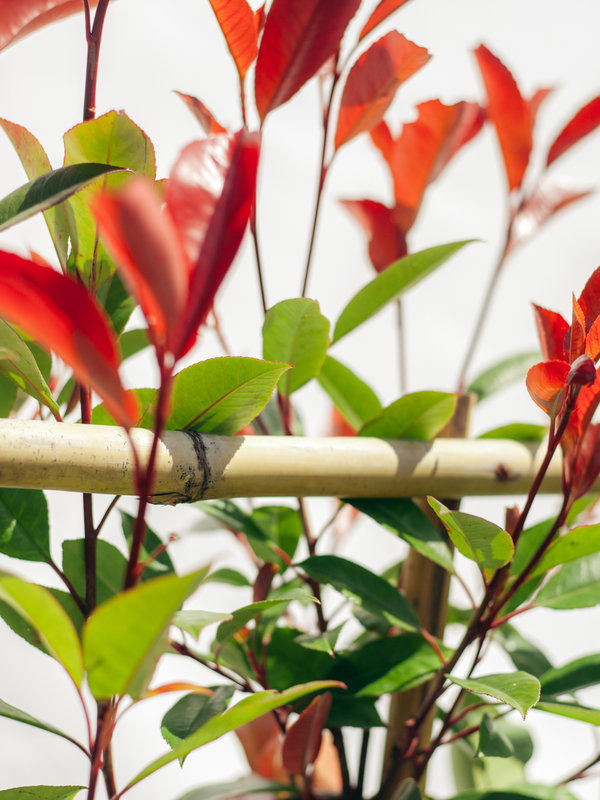 Red Robin scherm | Hoogte 120 cm