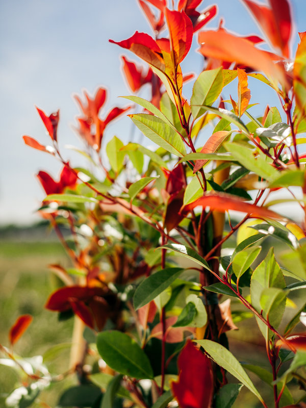 Red Robin scherm | Hoogte 120 cm