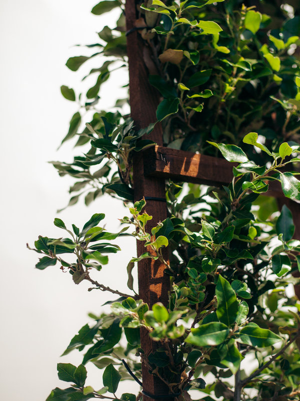 Steeneik scherm | Hoogte 200 cm