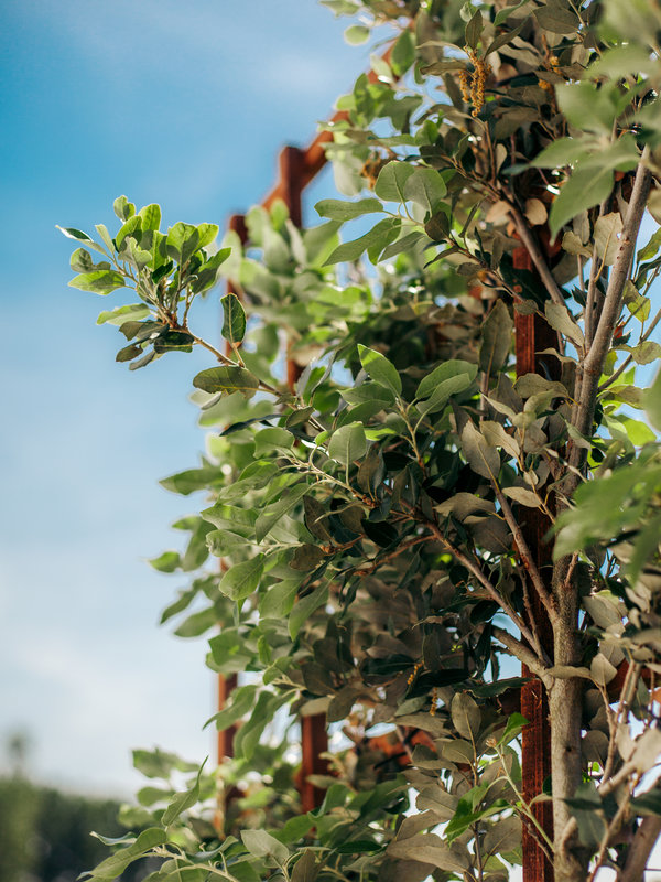 Steeneik scherm | Hoogte 200 cm