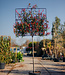 Red Robin, leiboom | Photinia fraseri