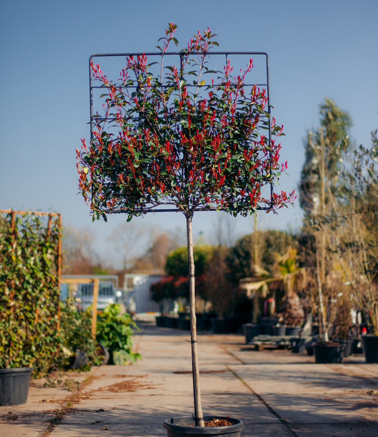 Red Robin, leiboom | Photinia fraseri