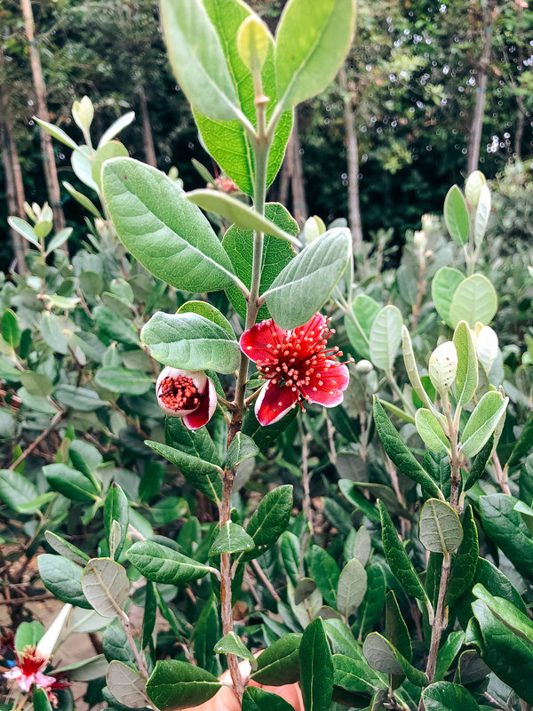 Ananasguave - Feijoa sellowiana