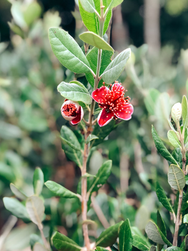 Ananasguave - Feijoa sellowiana