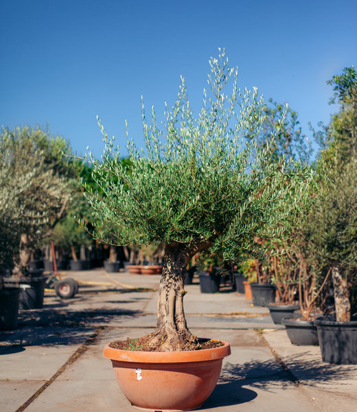 Olijfboom, grillige dikke stam in schaal | Olea europaea