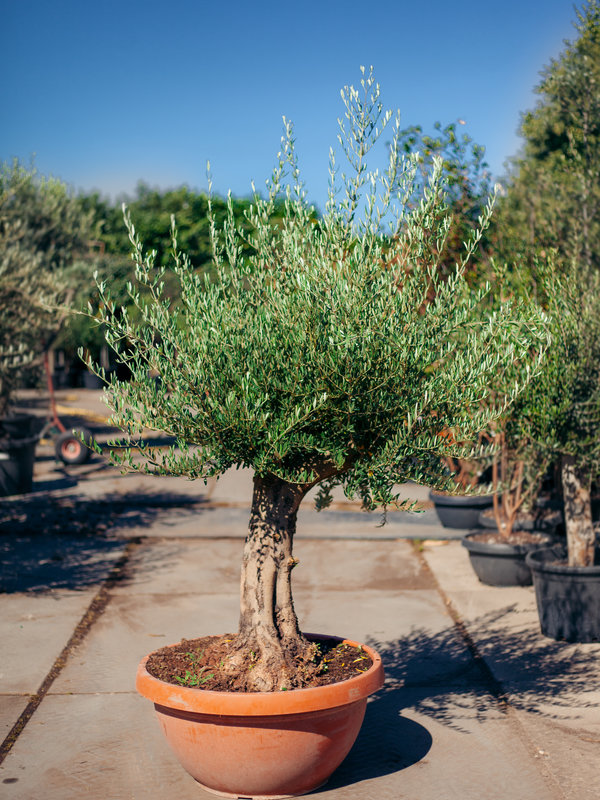 Olijfboom grillige dikke stam in schaal