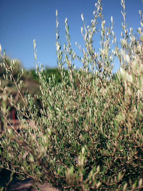Olijfboom grillige dikke stam in schaal