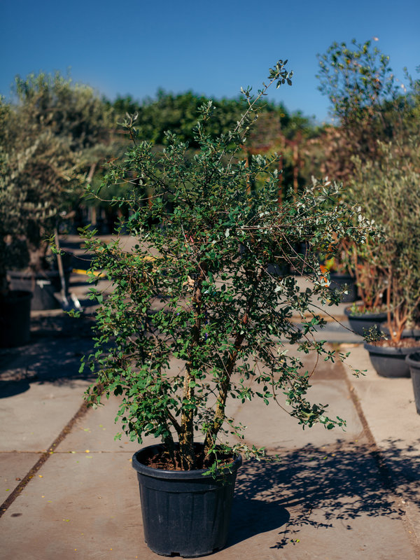 Kurkeik in pot | Hoogte 200 cm