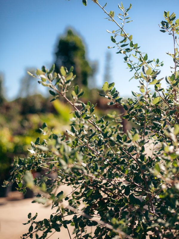 Kurkeik in pot | Hoogte 200 cm