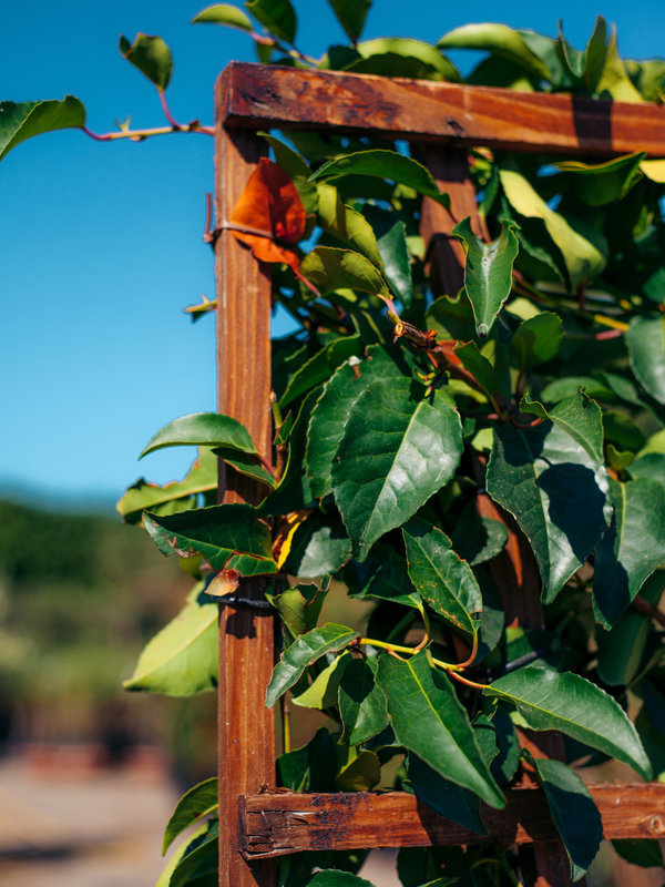 Portugese Laurier | 160x100 cm | Scherm