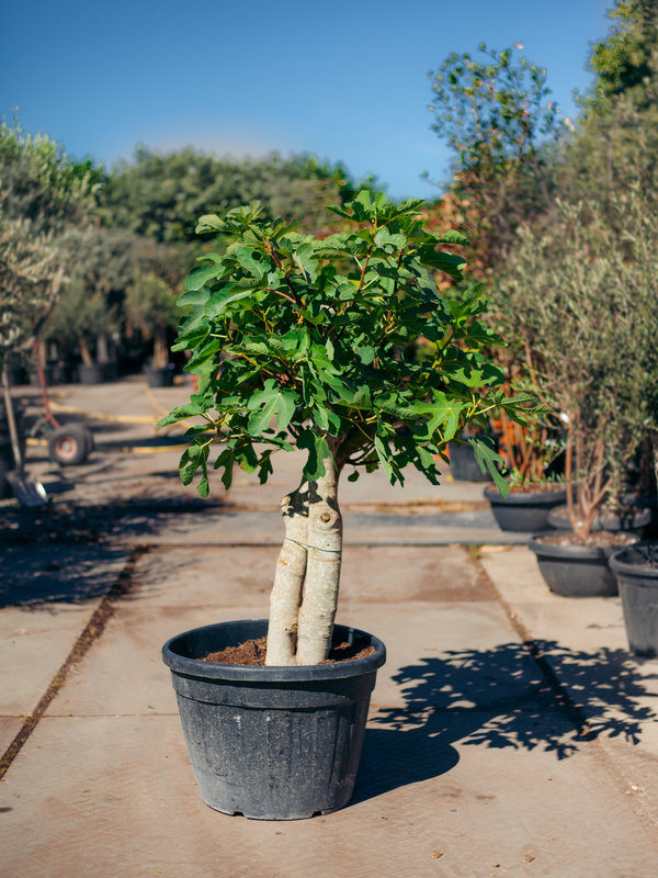 Vijgenboom meerstammig in pot