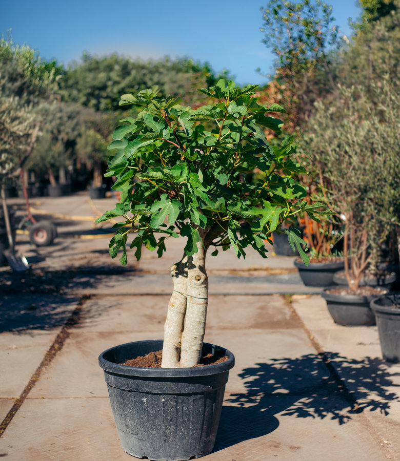 Vijgenboom, meerstammig | Ficus carica