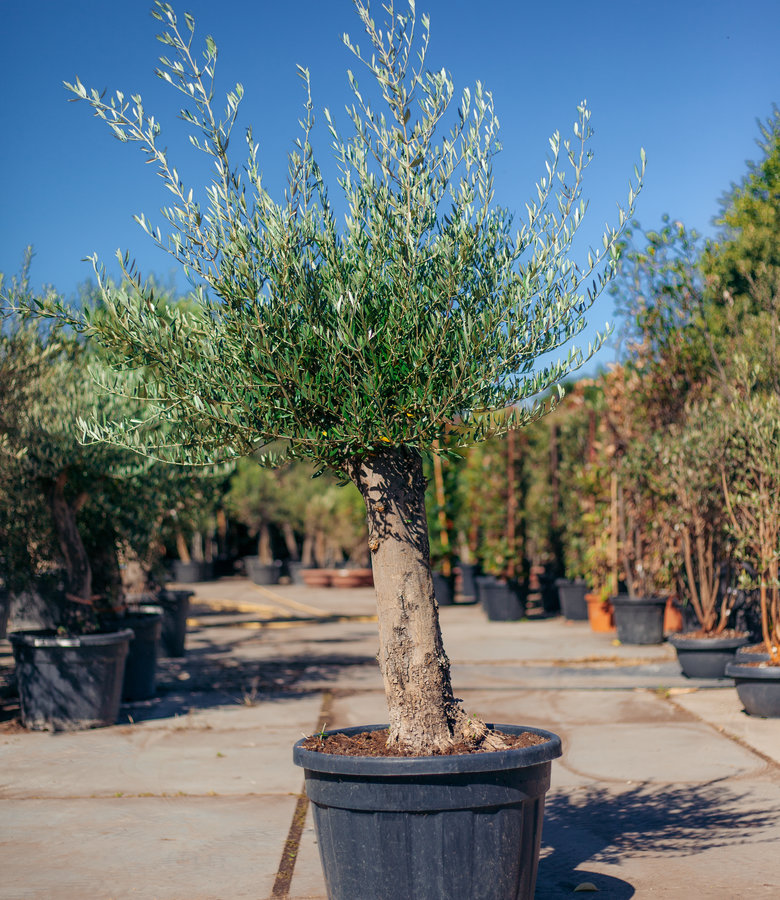 Olijfboom, hoge stam met hoge kruin | Olea europaea