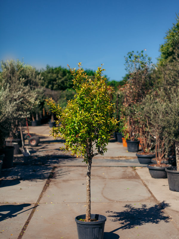 Granaatappelboom – Punica Granatum