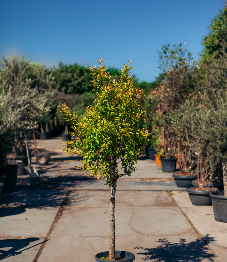 Granaatappelboom | Punica granatum